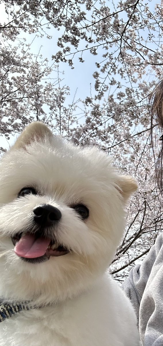 makkynyon's tweet photo. 桜咲いたね🌸
昨日お散歩行って、膝の上で大人しくお花見してたよ☺️

雨で桜が散りませんように https://t.co/DrOe3gZAiW