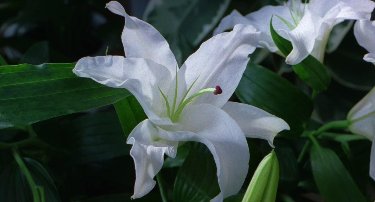 HANA-BI
Takeshi Kitano | 1997