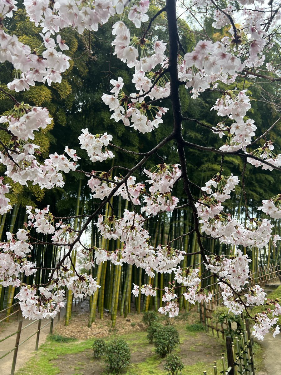 Beautiful day of sakura reporting in Hiroshima 🌸