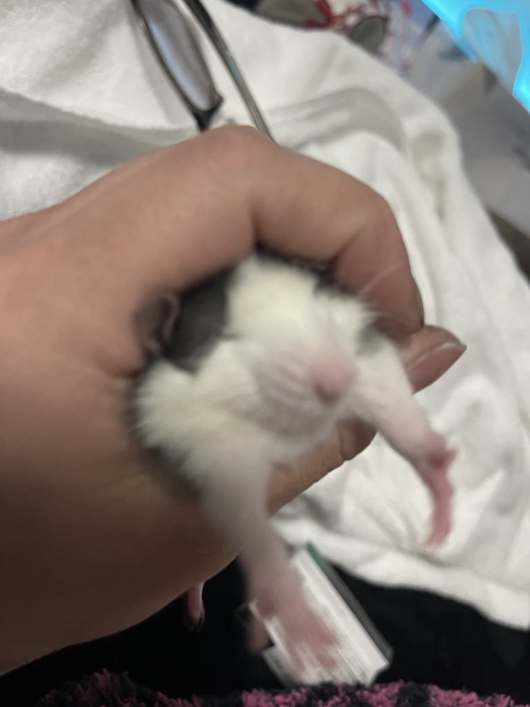 𝙝𝙖𝙮𝙖𝙩𝙮...⌯'˟'⌯ tweet media