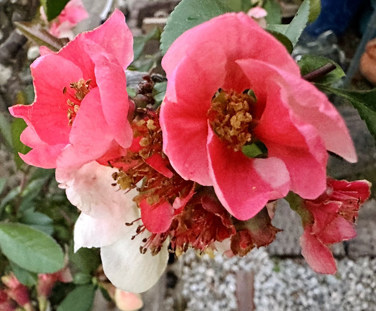 関根浩 tweet media