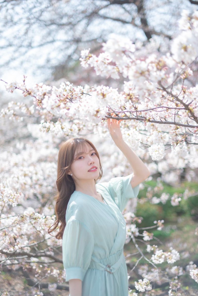 この時期、日本の桜はとても綺麗です