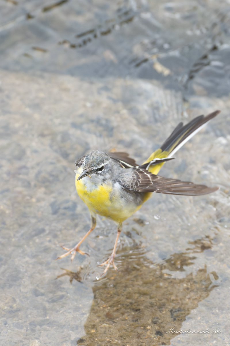 mm765【なむこ】-増田光俊- tweet media