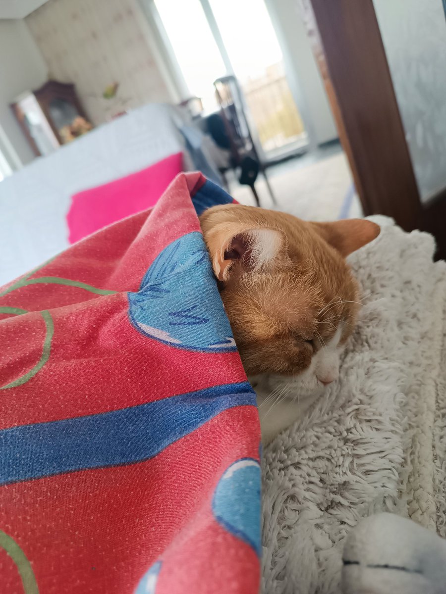 🐾MandyBoo🧶اماندا tweet media