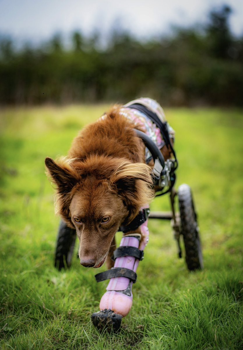 Flori's Friends Rescue tweet media