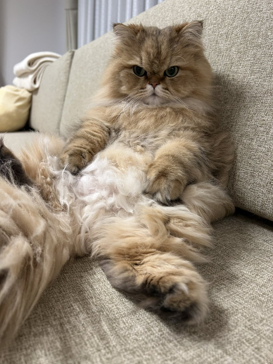 uni2020_6_22's tweet image. 🧸
#cat  #猫  #pet  #cats #cute