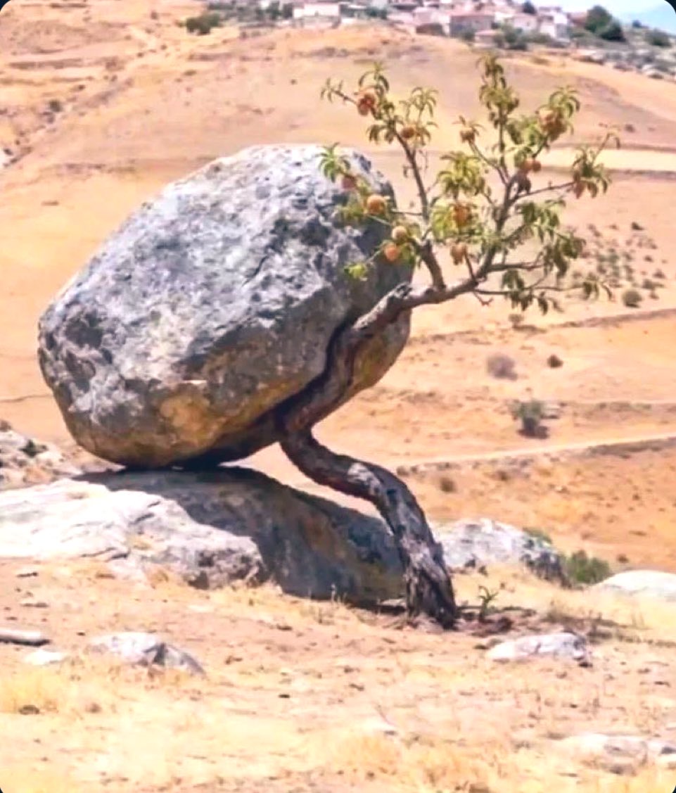 Arab_Indonesia tweet media