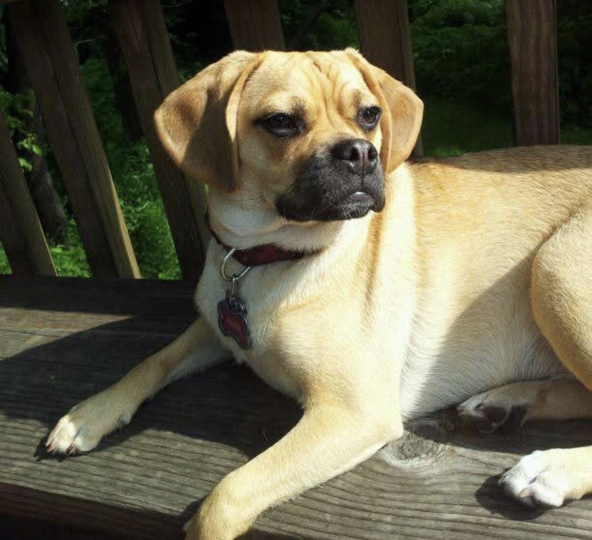 Robb_InThe321's tweet photo. DA,

I’m trashing Canine Cancer.

Friday we had to lay down our beautiful puggle Fiona. We had her for an amazing 14 1/2 years. The moves, the birth of Kaley and the final meal of a Happy Meal with ice cream. #TrashTuesday #TrashCancer @DamonAmendo https://t.co/8HaXW7Iu83
