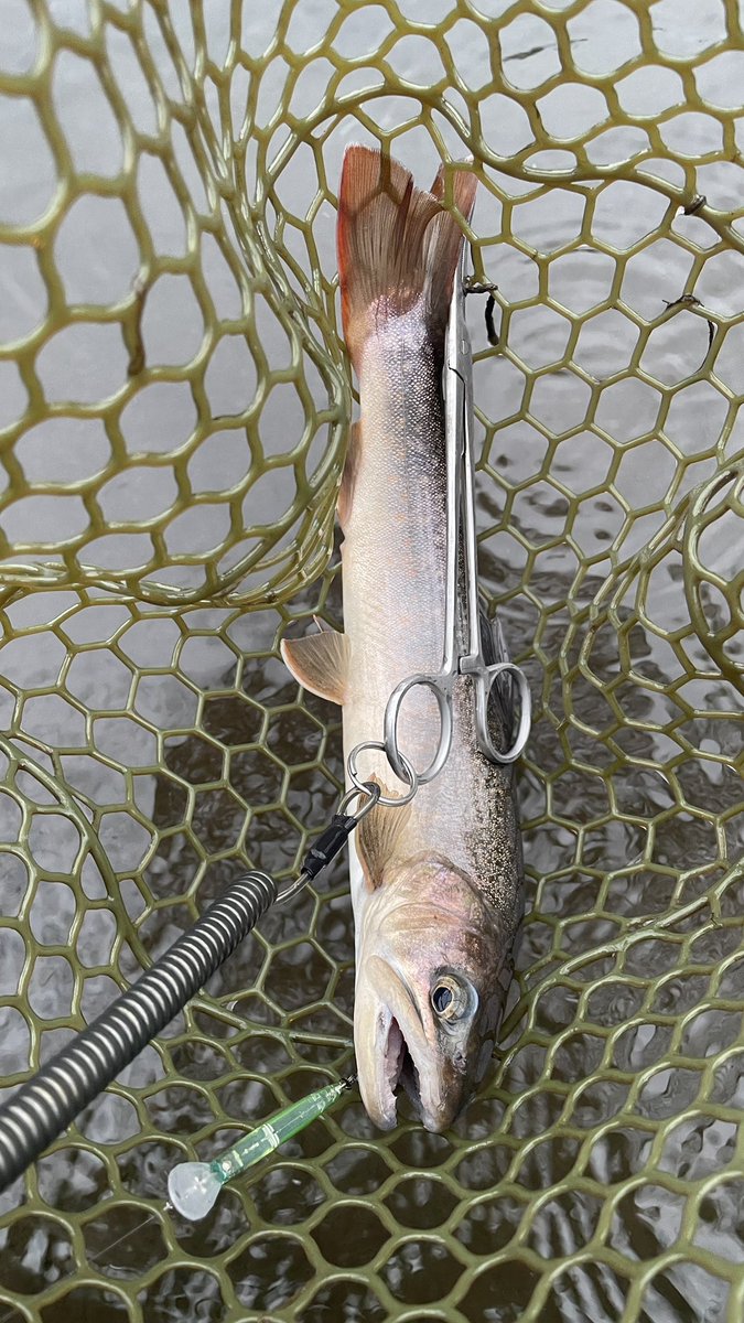 shunchan.93 tweet media