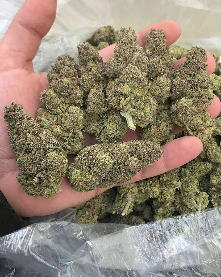 Collins23457's tweet photo. “Don’t sleep on Abilene drop! 🔥 Purple Haze &amp; gas heavy in Abilene 325, Dyess AFB, Hawley, Merkel, Tye ⛽️ Bulk Purple Haze, discreet. DM "GAS TX" now 💨 #AbileneWeed #325Weed #TexasWeed #PurpleHaze #PurpleHazeTX #TXPlug” https://t.co/GAMd4VuYJn