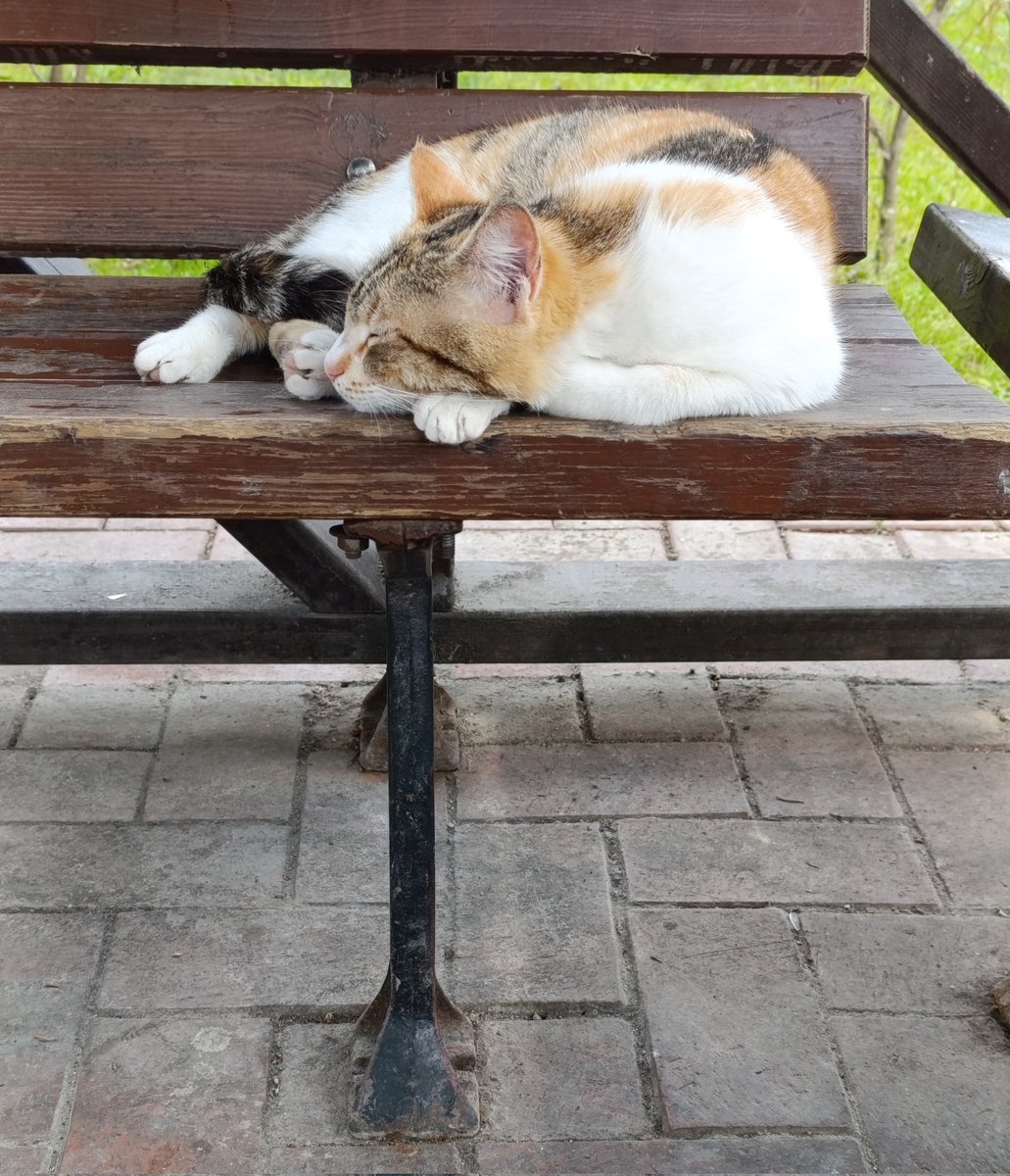 d. 🇨🇦 tweet media