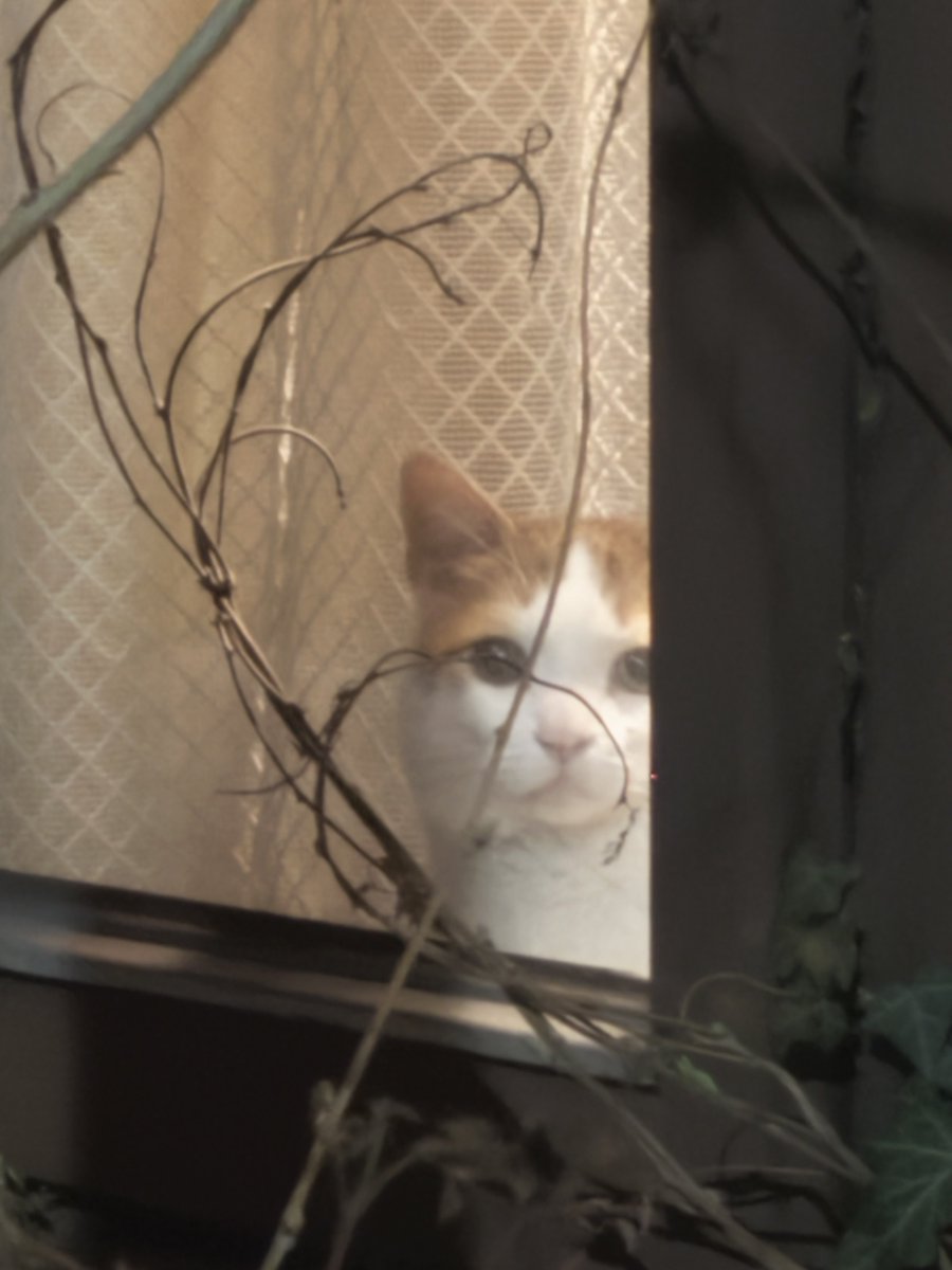 Yu-yaP（ユウヤP) tweet media