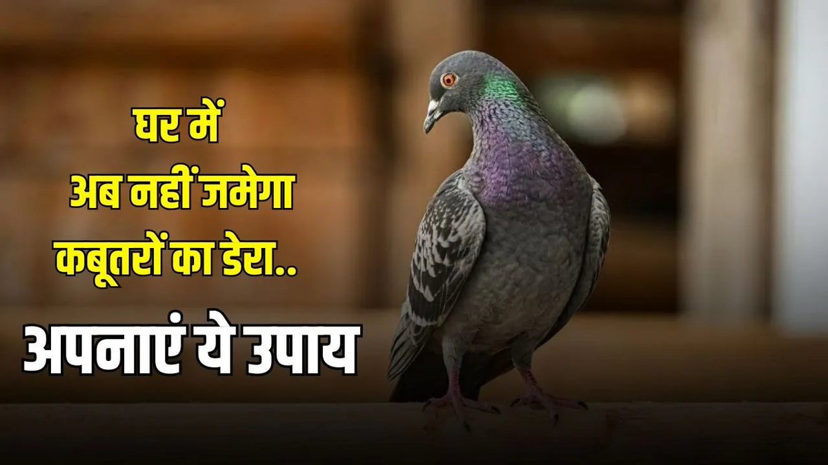 BansalNews_'s tweet image. Kabootar Bhagane Ke Upay: क्या आपके घर में भी कबूतरों ने जमा लिया डेरा? तो अपनाएं ये उपाय, कभी नहीं सुनाई देगी गुटरगूं

पूरी खबर पढ़ें :bansalnews.com/lifestyle/kabo…

#KabootarBhagao #PigeonControl #HomeTips #BirdRepellent #PracticalSolutions #IndiaTips