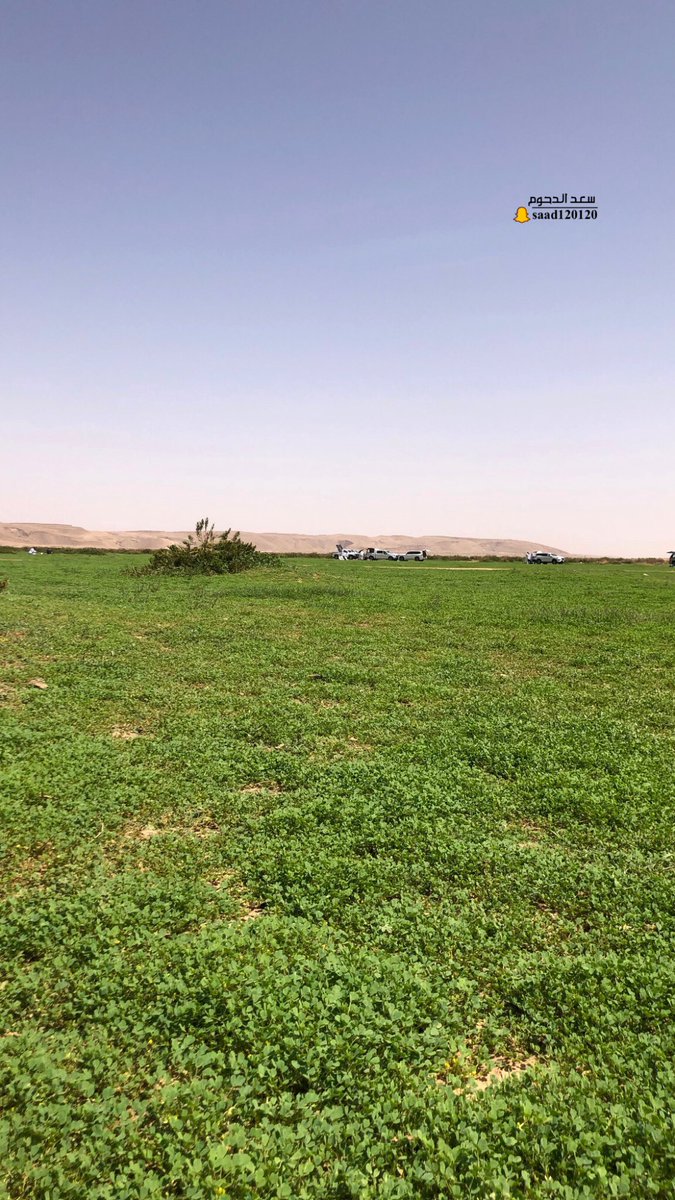 saad Aldahoum tweet media