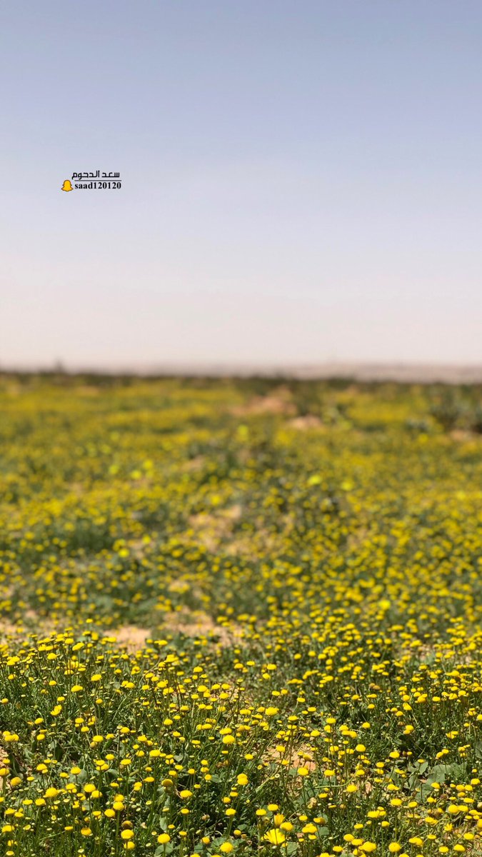 saad Aldahoum tweet media