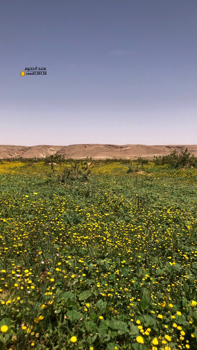 saad Aldahoum tweet media