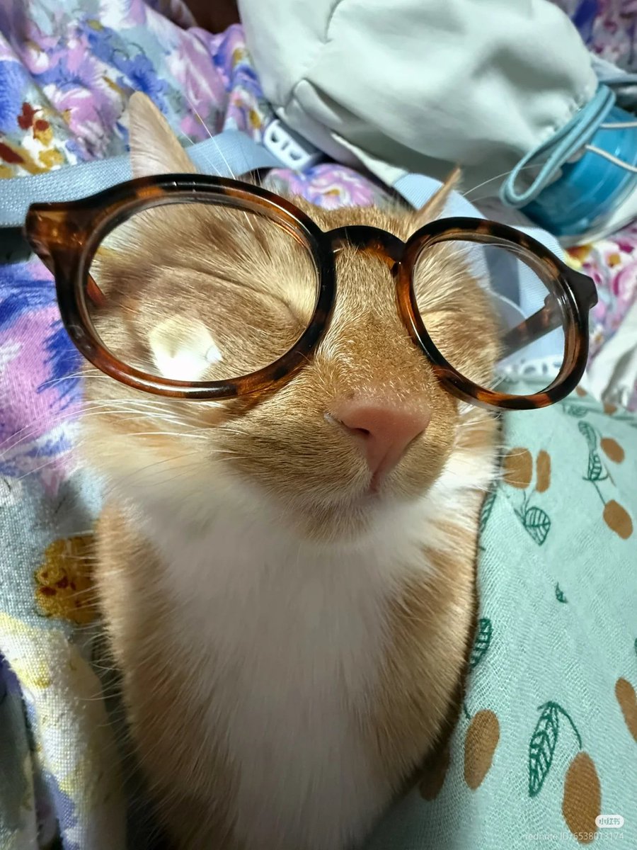 No Context Cats tweet media