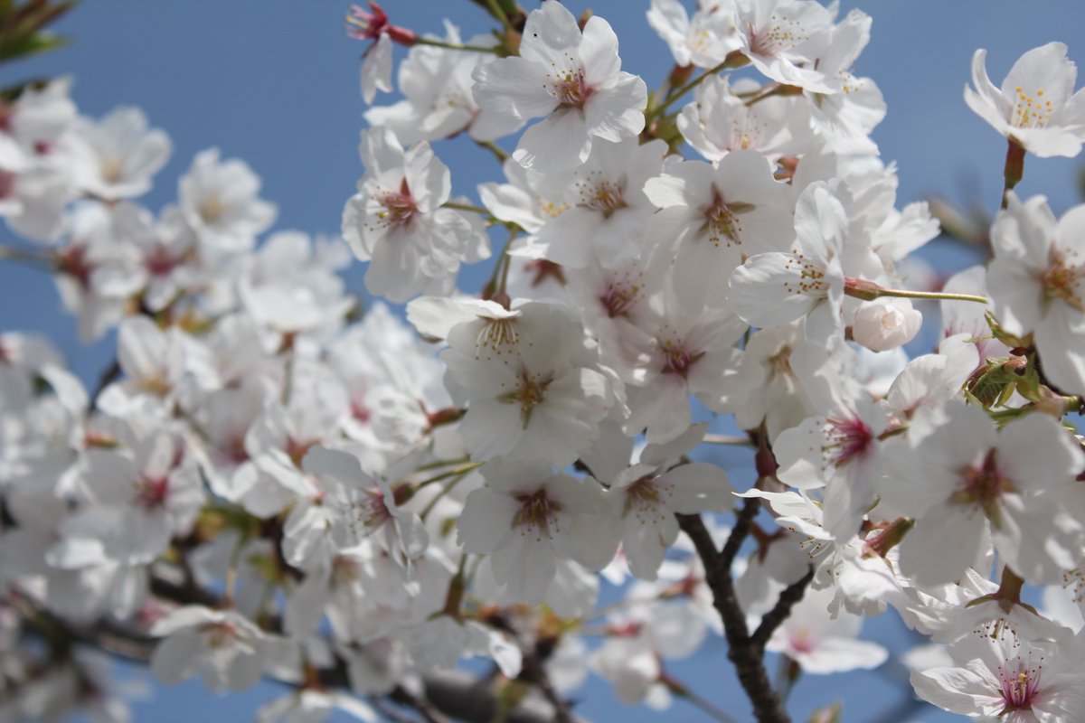 こう@定時で帰る働き方を発信！小学校教師 tweet media