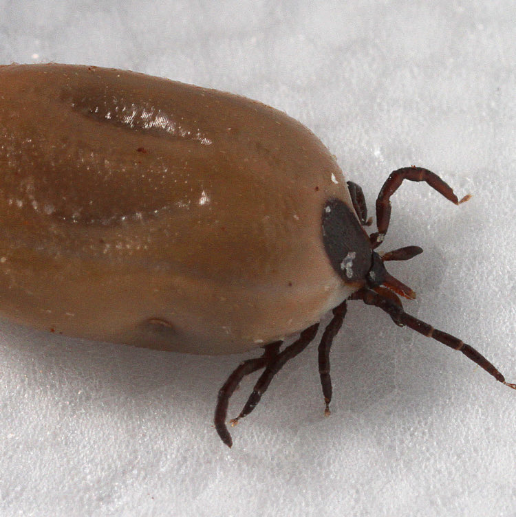 Searcher 🦇👌👅 tweet media