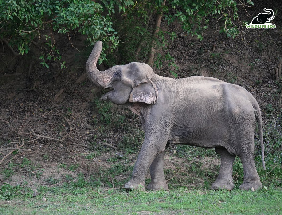 Wildlife SOS tweet media