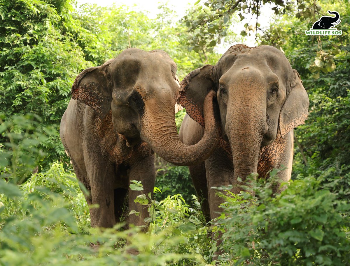 Wildlife SOS tweet media