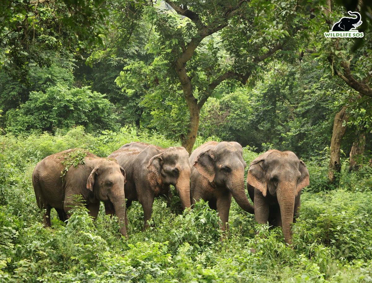 Wildlife SOS tweet media