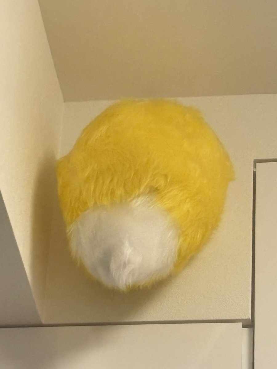 コン太 tweet media