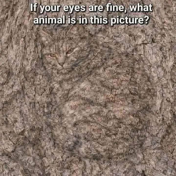 (Parody)Elon Musk tweet media