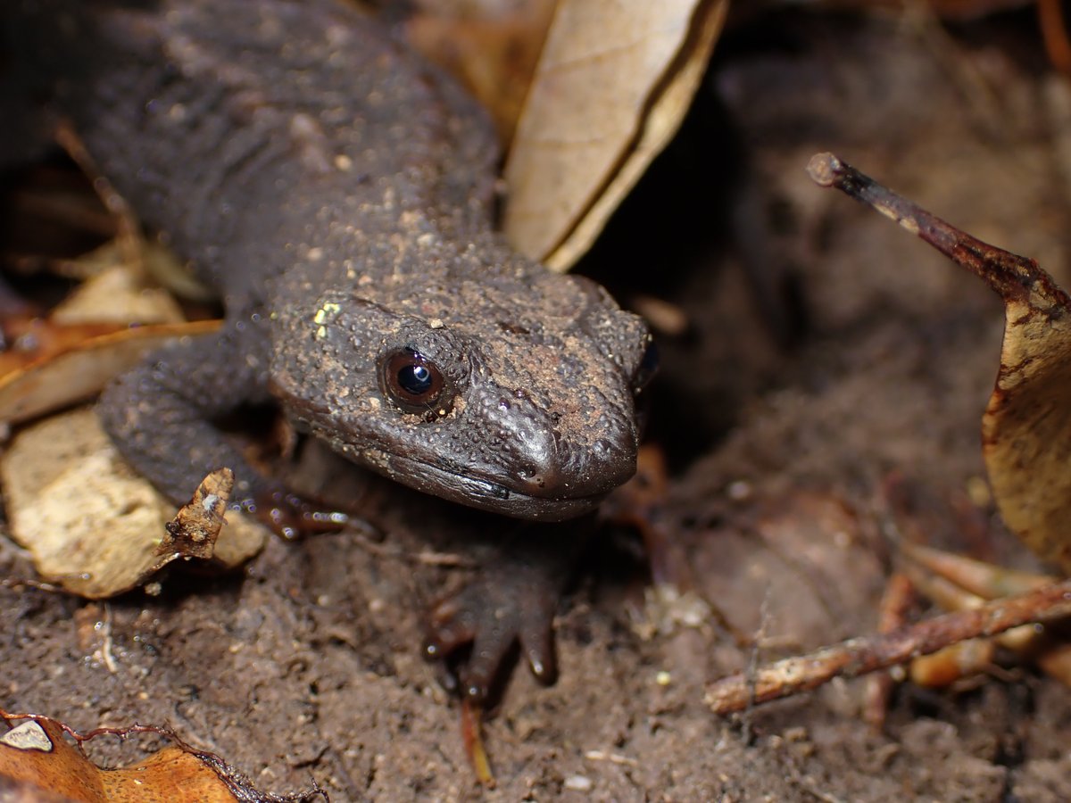 ヒデ@バッタラボ tweet media