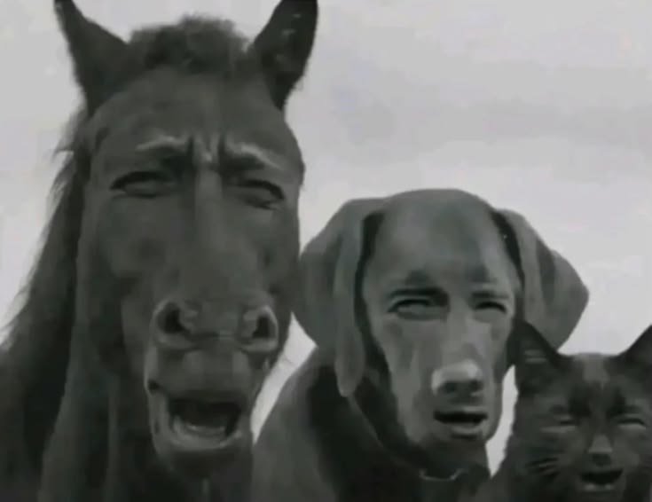 Succes Joe tweet media