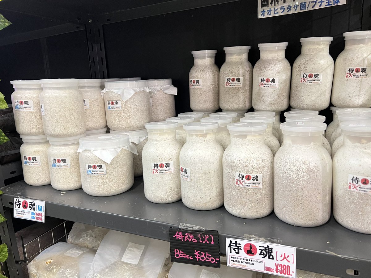 ブラッキー　クワカブ専門店 tweet media