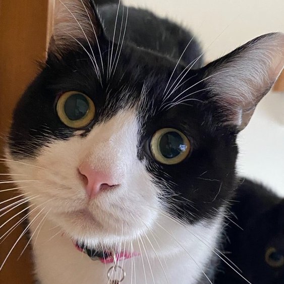 にゃんたまチャンネル@猫と遊べる温泉旅館 tweet media