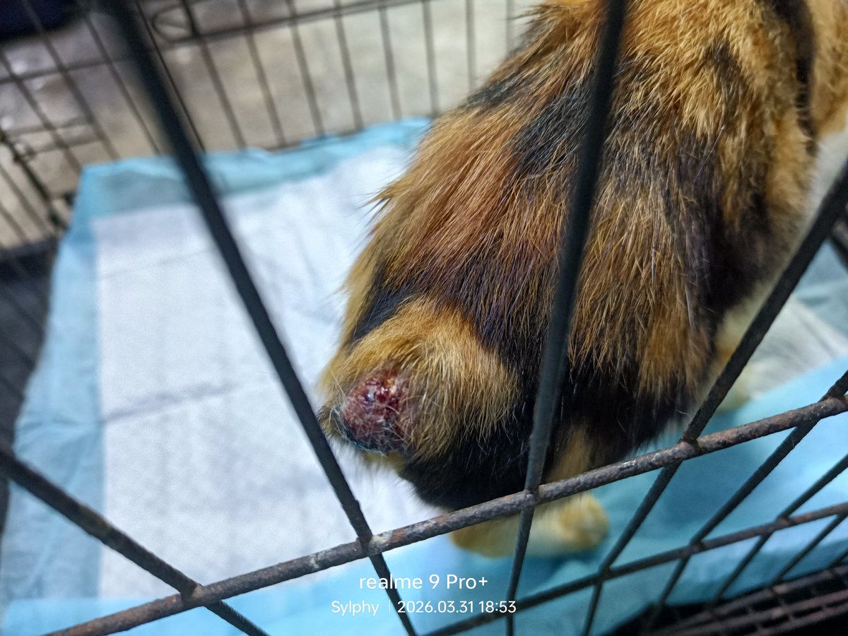 Sylphy_Shifaa tweet media