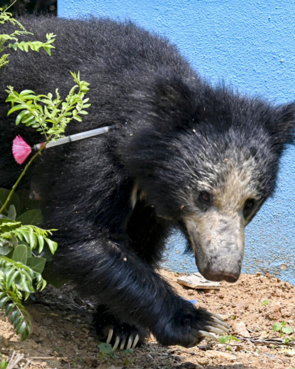 The Hindu tweet media