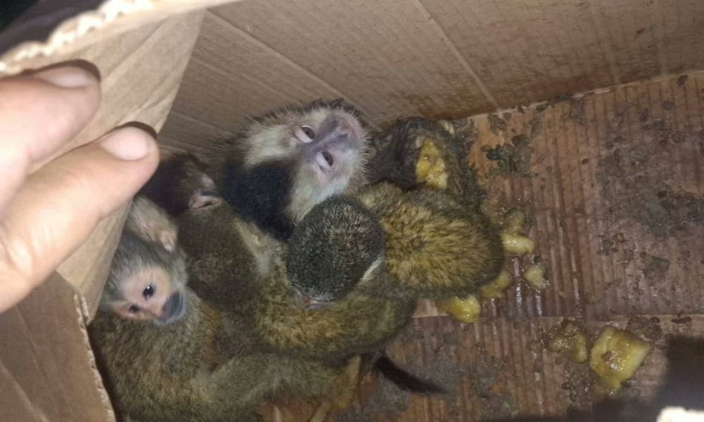 intriper tweet media