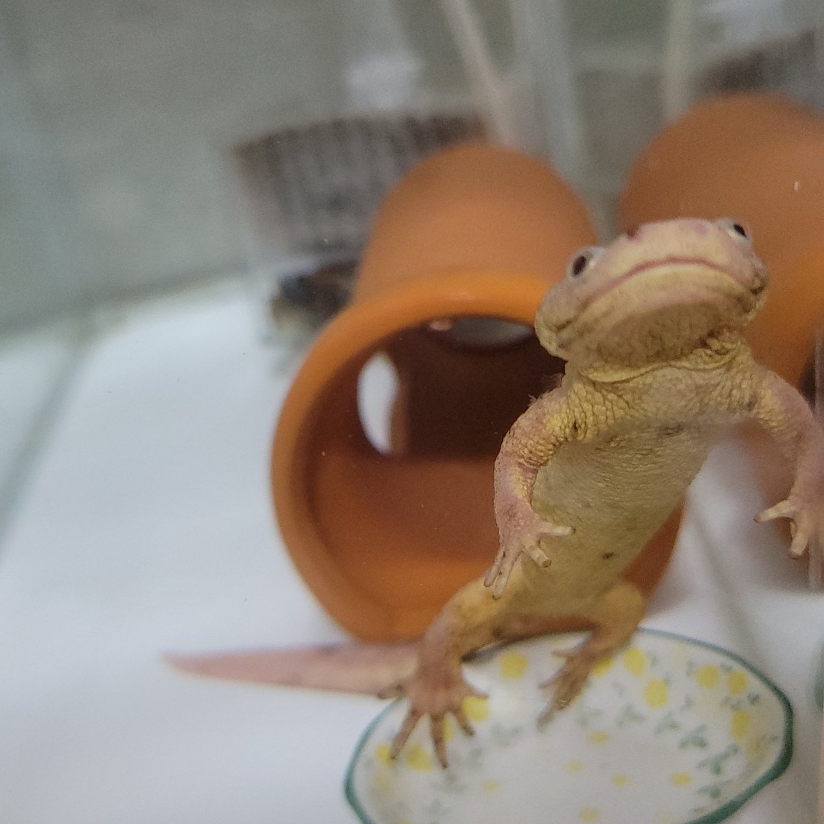 ゆん🪲 tweet media