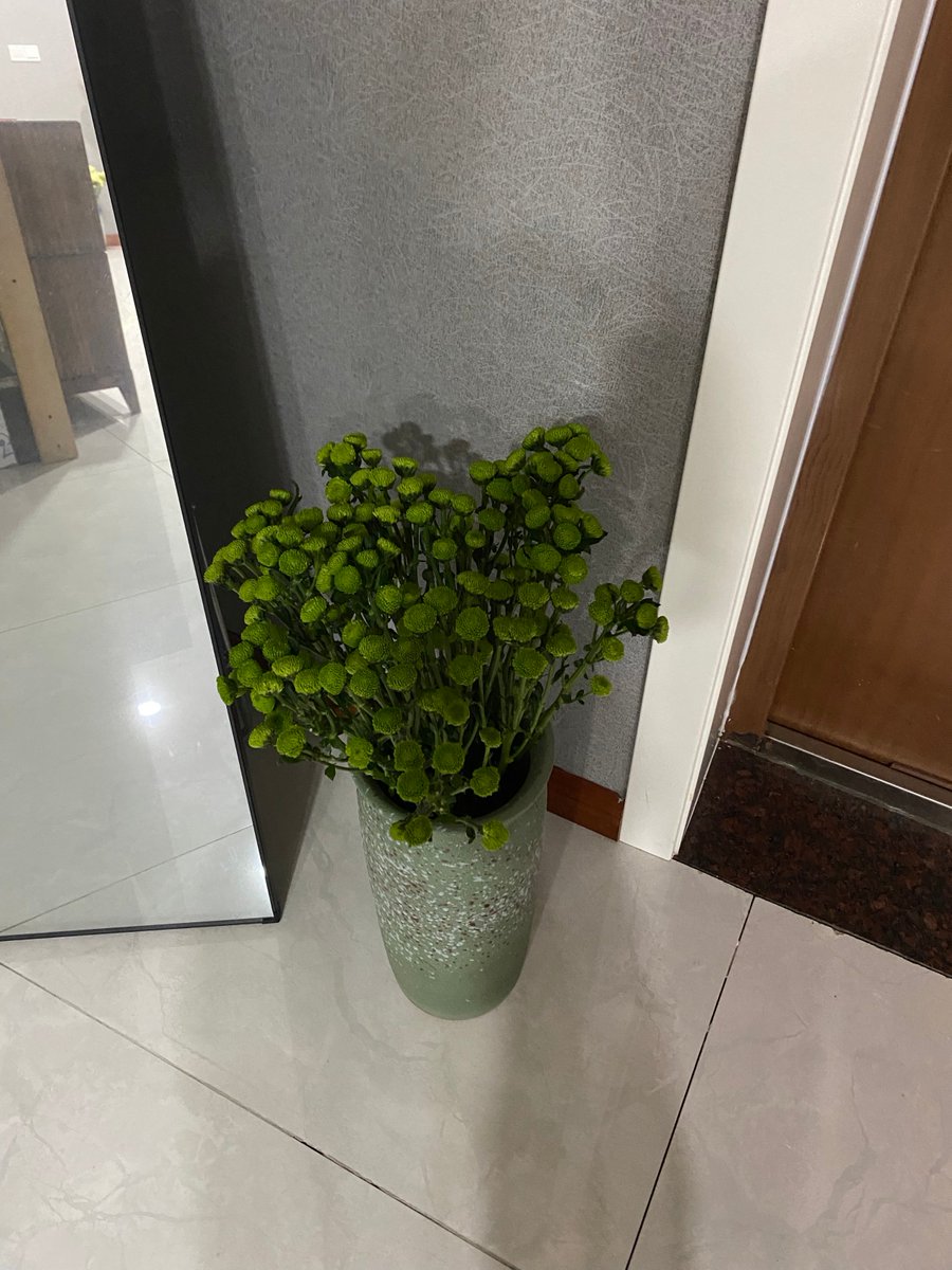 oliver_370's tweet photo. 3 EASY TIPS FOR LUSH GREENERY!  1. Bright indirect light (avoid midday sun)  2. Water when top 2-3cm soil is dry  3. Wipe leaves monthly to boost growth  Tag a plant parent who needs this! https://t.co/HmOMsQUQyw