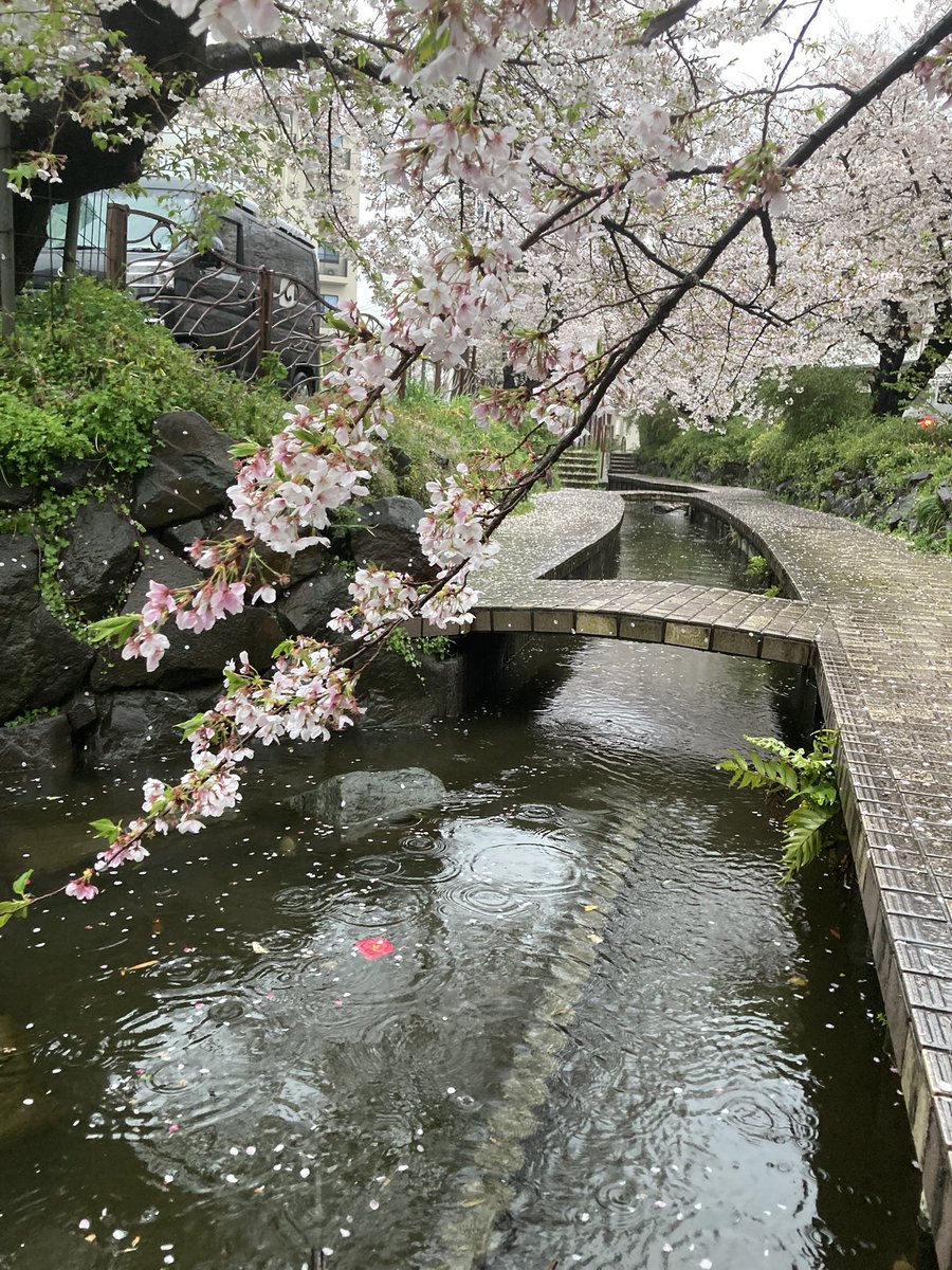 ペロカー tweet media