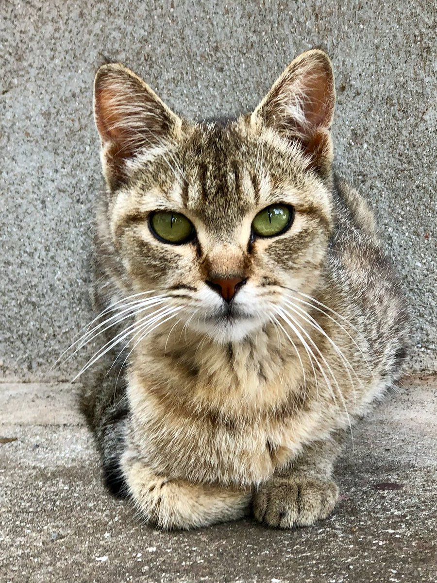 にゃぱねっと♂ tweet media