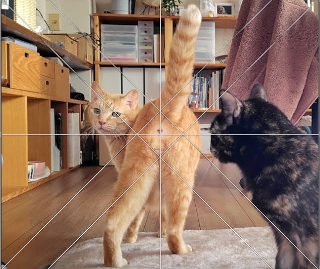 このトラさんに妙に惹きつけられたあなた！
決して破廉恥だとか
猫の限界＊フェチだとかじゃありません

黄金比によって
目が誘導されてただけです！

安心してください！