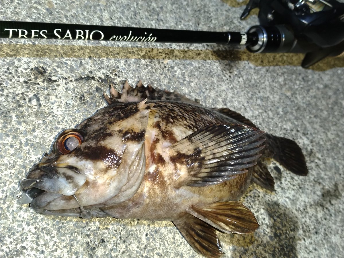 やかん＠ライトゲーマー(仮) tweet media