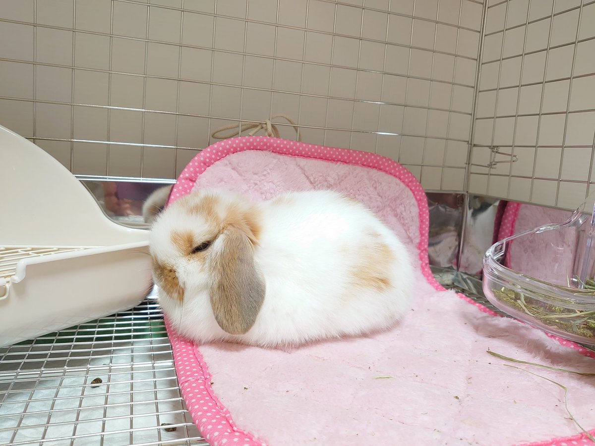 おたやちゃん🐰(まりも👩) tweet media