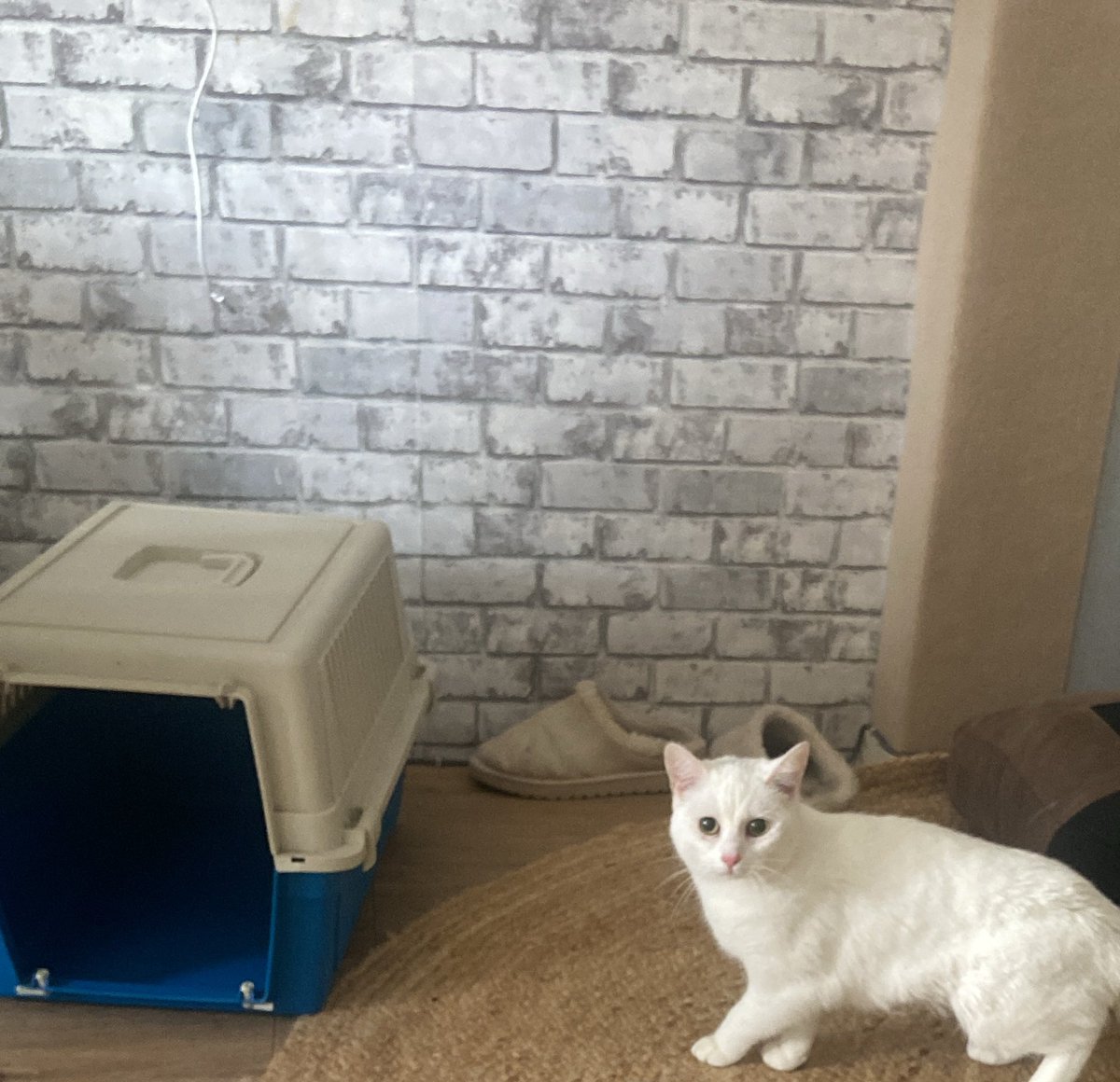 Valerie // Mindreset tweet media