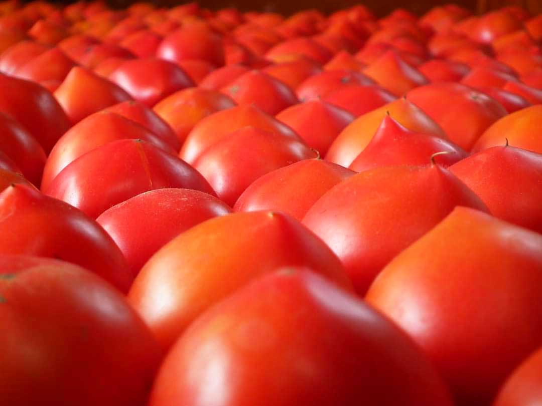 曽我農園＠ 闇落ちとまと 越冬トマトは毎年5月から7月までの販売です tweet media