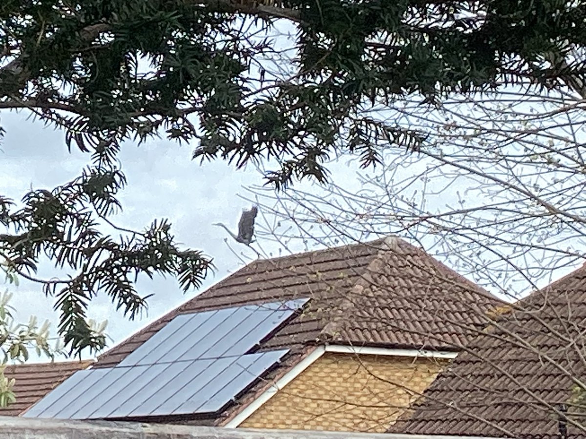 🐾 It's mees.....der Booboo 😻 tweet media