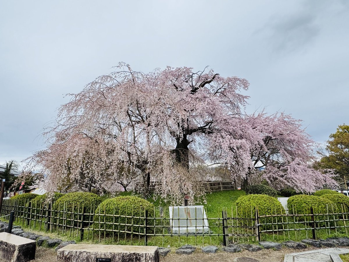 nacoxxxx's tweet photo. 密リターンズの、円山公園祇園枝垂れ桜に再会！🌸 https://t.co/PFVKGNwTHw