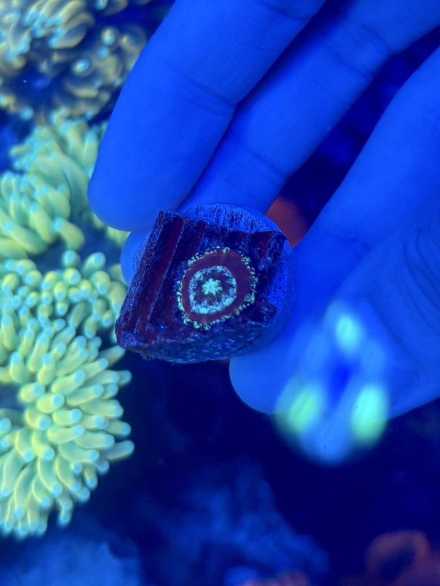 Koo_reef's tweet photo. ベイビースコリミア！
MixedPattern🪸

こちらもチャームのサンゴの日で購入したスコ！べビスコは可愛いので集めたくなっちゃいます😍 https://t.co/hrSe8KHYAw
