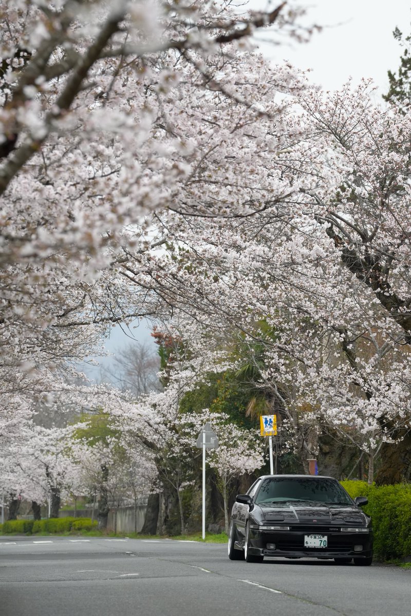 supra_70_'s tweet photo. 今年もスープラと桜🌸の写真撮れた📸
#70スープラ　#mk3supra https://t.co/zDvMLmNmvy