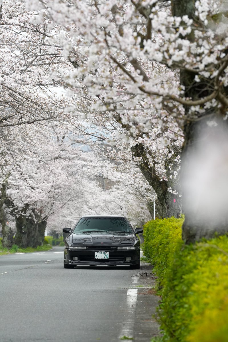supra_70_'s tweet photo. 今年もスープラと桜🌸の写真撮れた📸
#70スープラ　#mk3supra https://t.co/zDvMLmNmvy