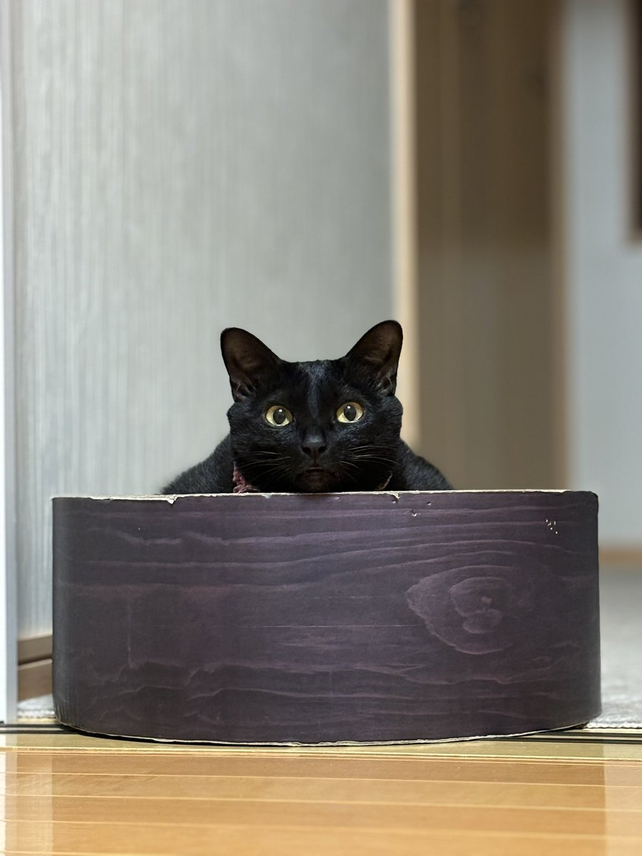 黒猫🐈‍⬛かりん🐾 tweet media